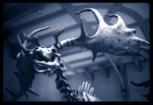 "Megaloceros Giganteus" is copyright  2008 by James G. Mundie. All rights reserved.  Reproduction prohibited.
