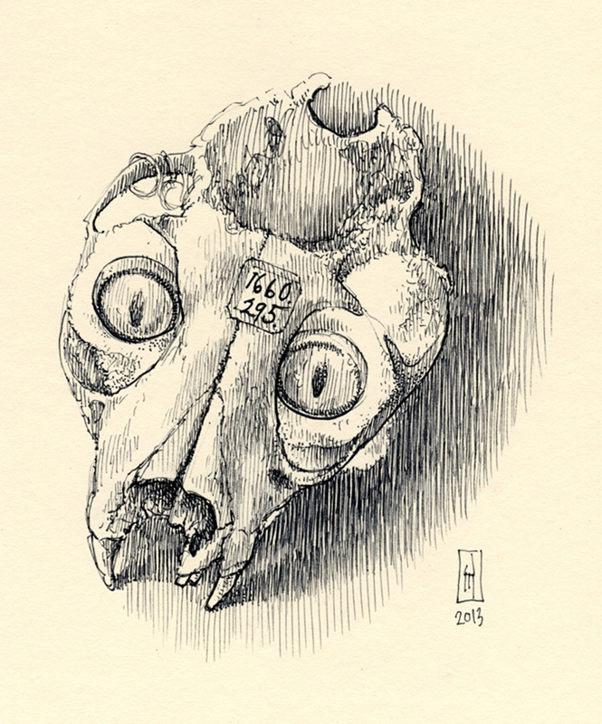 "Cat skull with glass eyes (Mütter Museum)" is copyright  2013 by James G. Mundie. All rights reserved.  Reproduction prohibited.