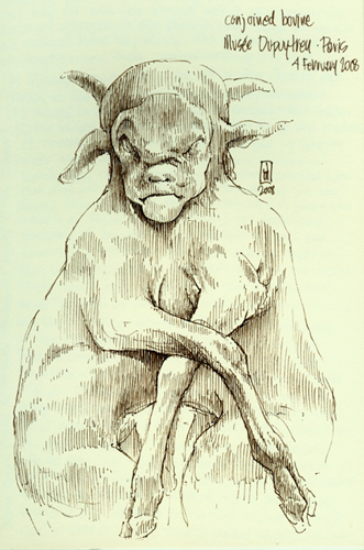 "Conjoined bovine (Muse Dupuytren)" is copyright  2008 by James G. Mundie. All rights reserved.  Reproduction prohibited.