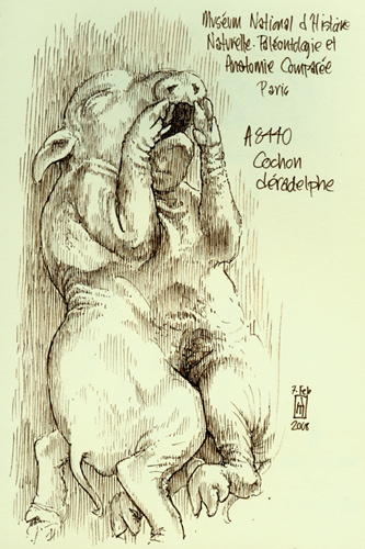 "Cochon dradelphe (A8440)" is copyright  2008 by James G. Mundie. All rights reserved.  Reproduction prohibited.