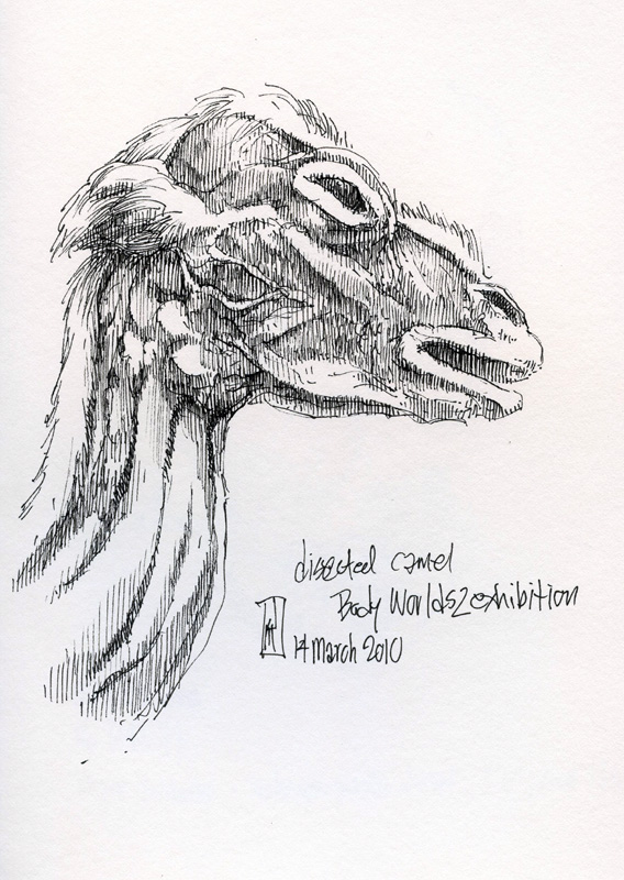 "Dissected Camel (Body Worlds)" is copyright  2010 by James G. Mundie. All rights reserved.  Reproduction prohibited.