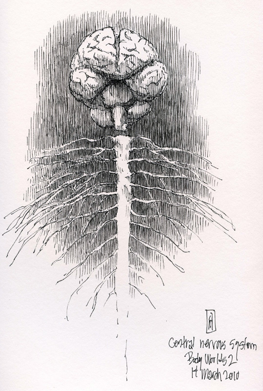 "Central Nervous System (Body Worlds)" is copyright  2010 by James G. Mundie. All rights reserved.  Reproduction prohibited.